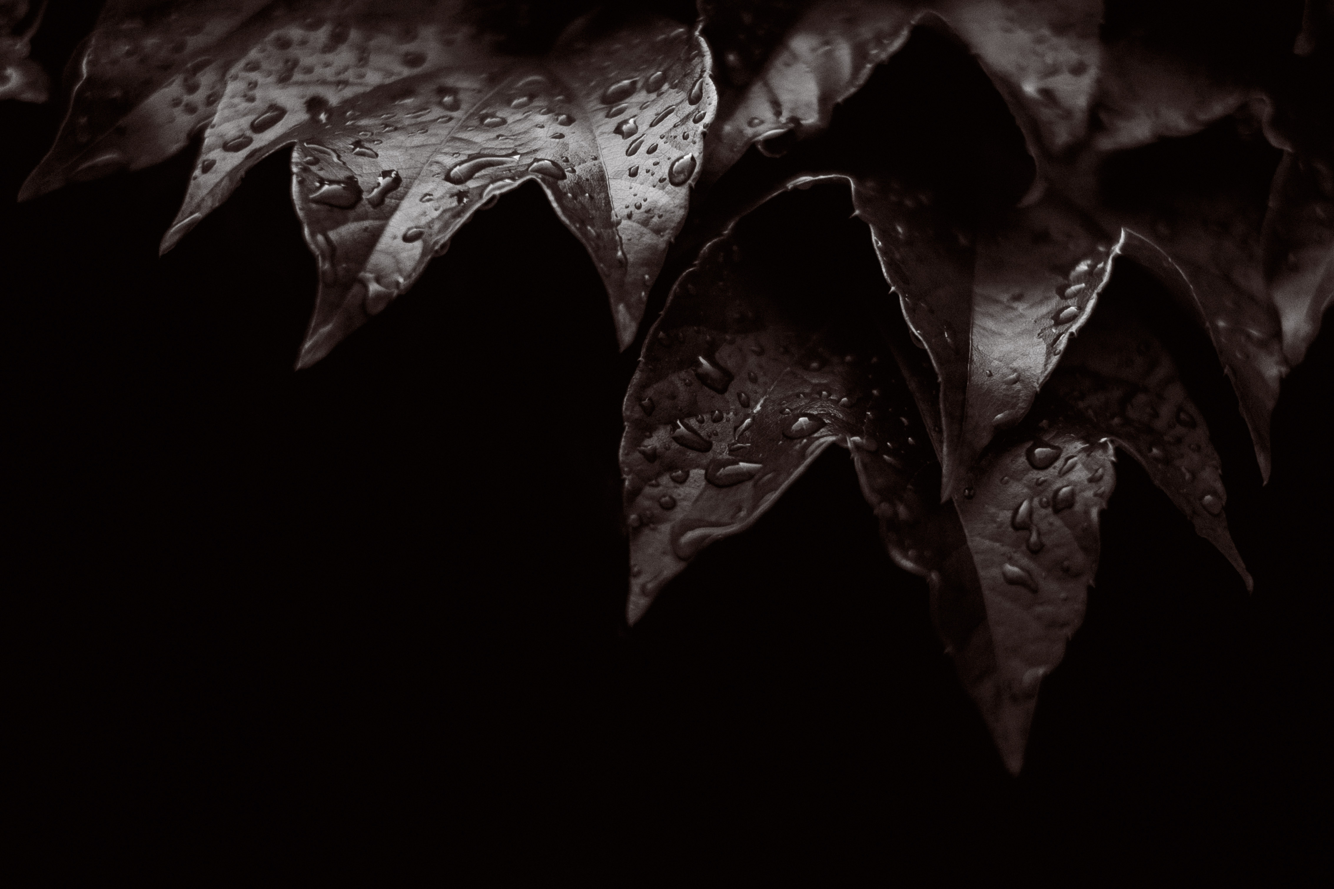 Страница черным фоном. Черный лист. Темные листья. Листья на черном фоне. Листья на темном фоне.