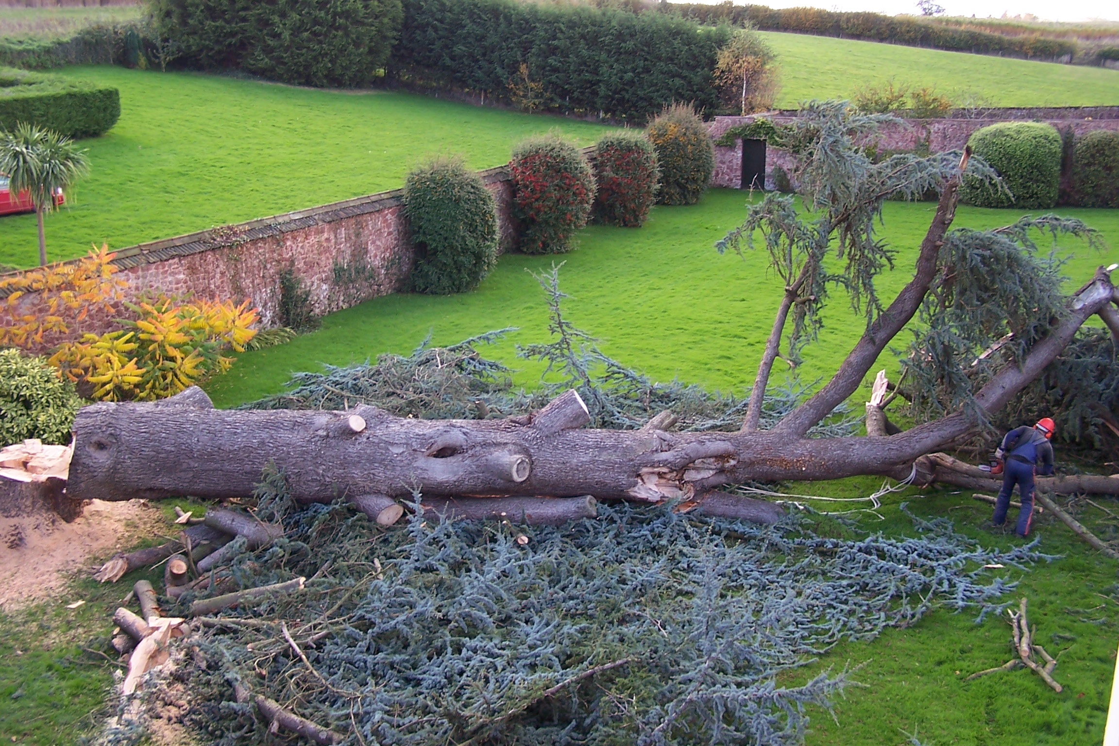 And The Tree Came Down